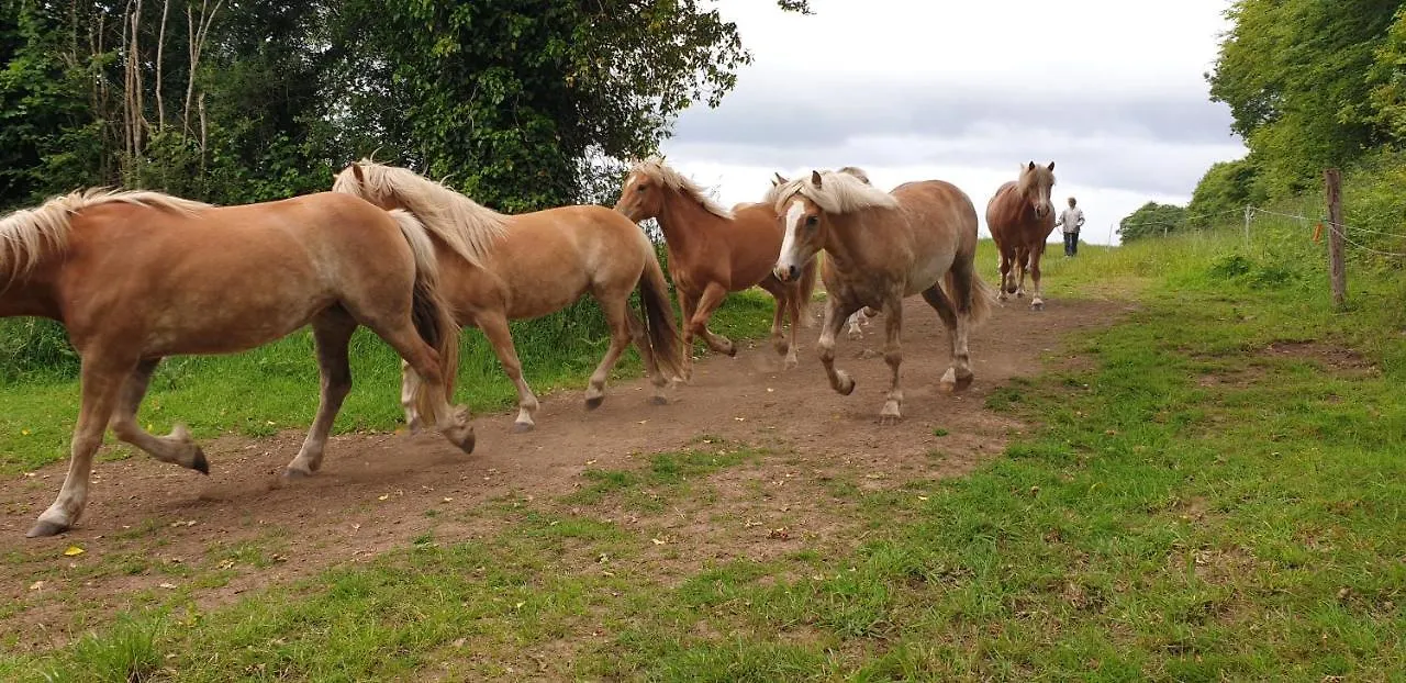 Séjour à la ferme Gîte de la Jumenterie des Crinières Blanches 1 Roudouallec